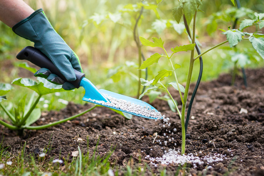 Tomato Fertilizers – Uses, Benefits, and Costs